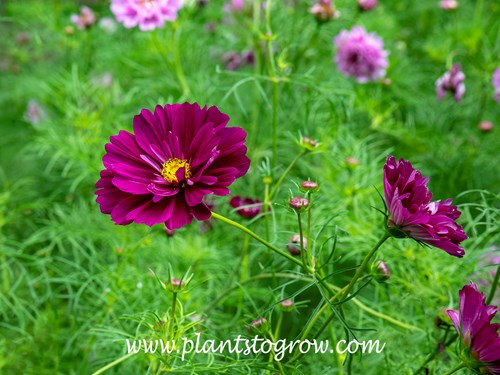 Cosmos Double Click Cranberry